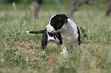 AMSTAFF  PUPPIES 086